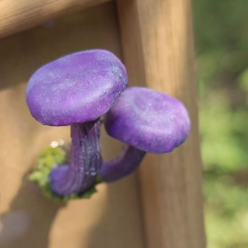 云南野生菌冰箱贴 手工制作 磁铁冰箱贴 蘑菇冰箱贴 冰箱贴磁吸式|undefined