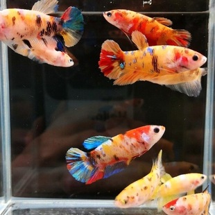 ���~�ǹ���܊ĸ�Ꭷ��ˮС���^�p�~���B�ͻ��Ⱥ�B�o����������~