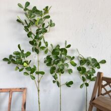 2������~ ����Gֲ�^�z�٘�֦�����~�����b�����ľֲ�����~