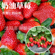 ���羳��؛�����ʹ��ݮ�N�Ӳ�ݮ���ļ��Nֲ�҃��̨����ˮ���r��