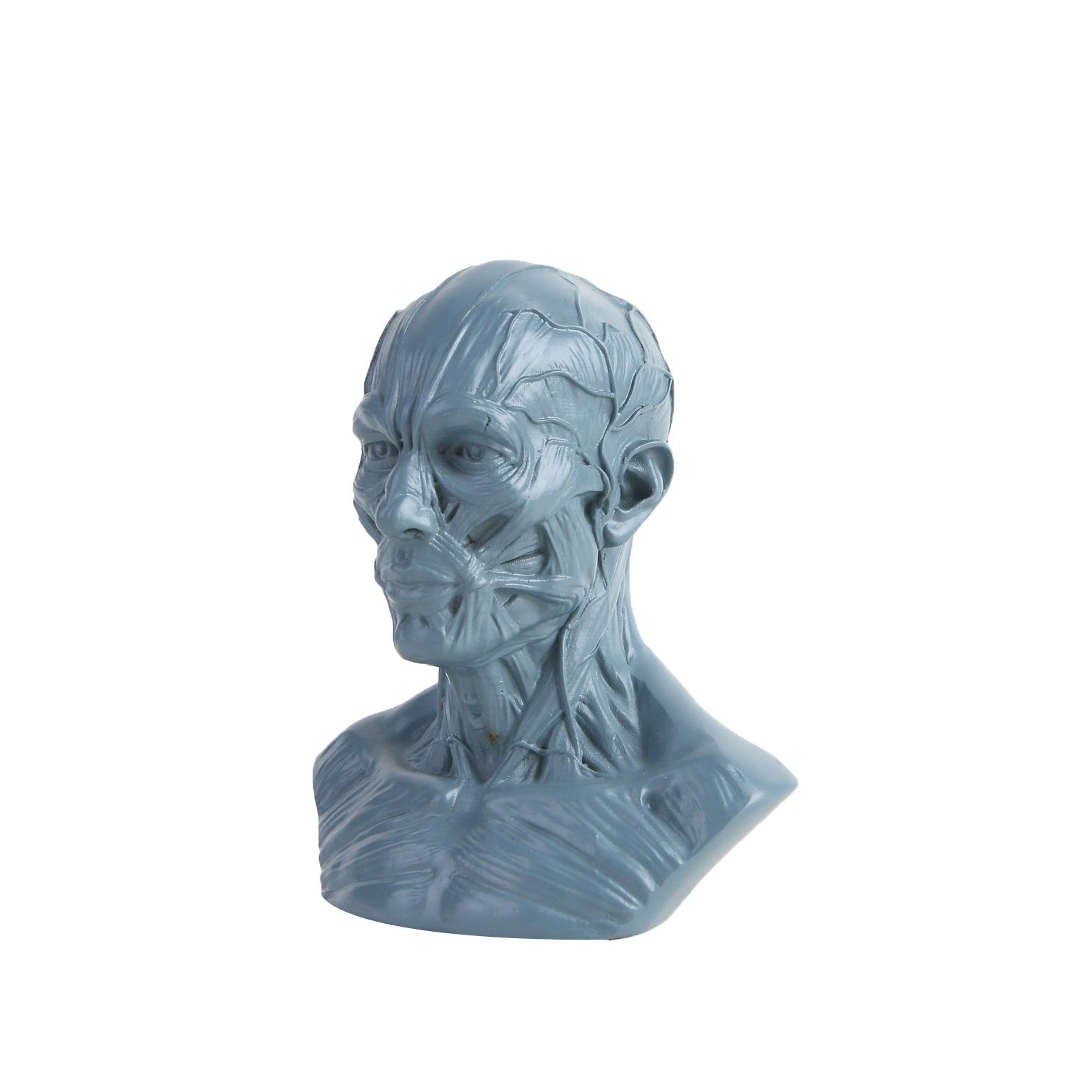 Art Painting Sketch Material Teaching Medicine Moom Human Model Reference Resin Crafts Human Model