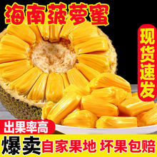 海南菠萝蜜新鲜水果包邮波罗蜜当季整箱40斤一整个三亚特产红黄心