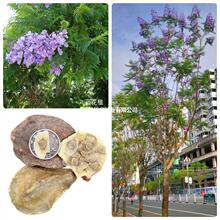 �{��麷N���P��ľ��N�Ӽt��麷N�� �{�F���ϻ����� �{��麃���