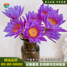 ˯ɏ�r������ֱ�������ͥˮ�B�廨�ؔ��Fُ�r�л��ĺ�����˯ɏ��