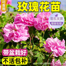 玫瑰花苗可食用大马士革月季盆栽滇红阳台多季开花带花苞花卉绿植