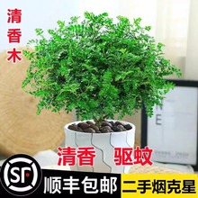 清香木胡椒木盆栽室内客厅四季常青驱蚊草植物花卉办公桌面小盆景