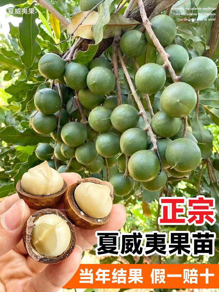 正宗夏威夷果苗坚果树苗广西澳洲坚果苗南方种植带土带叶当年结果