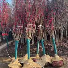 ҘͥԺeL~t~@־GľTǰ^pһ