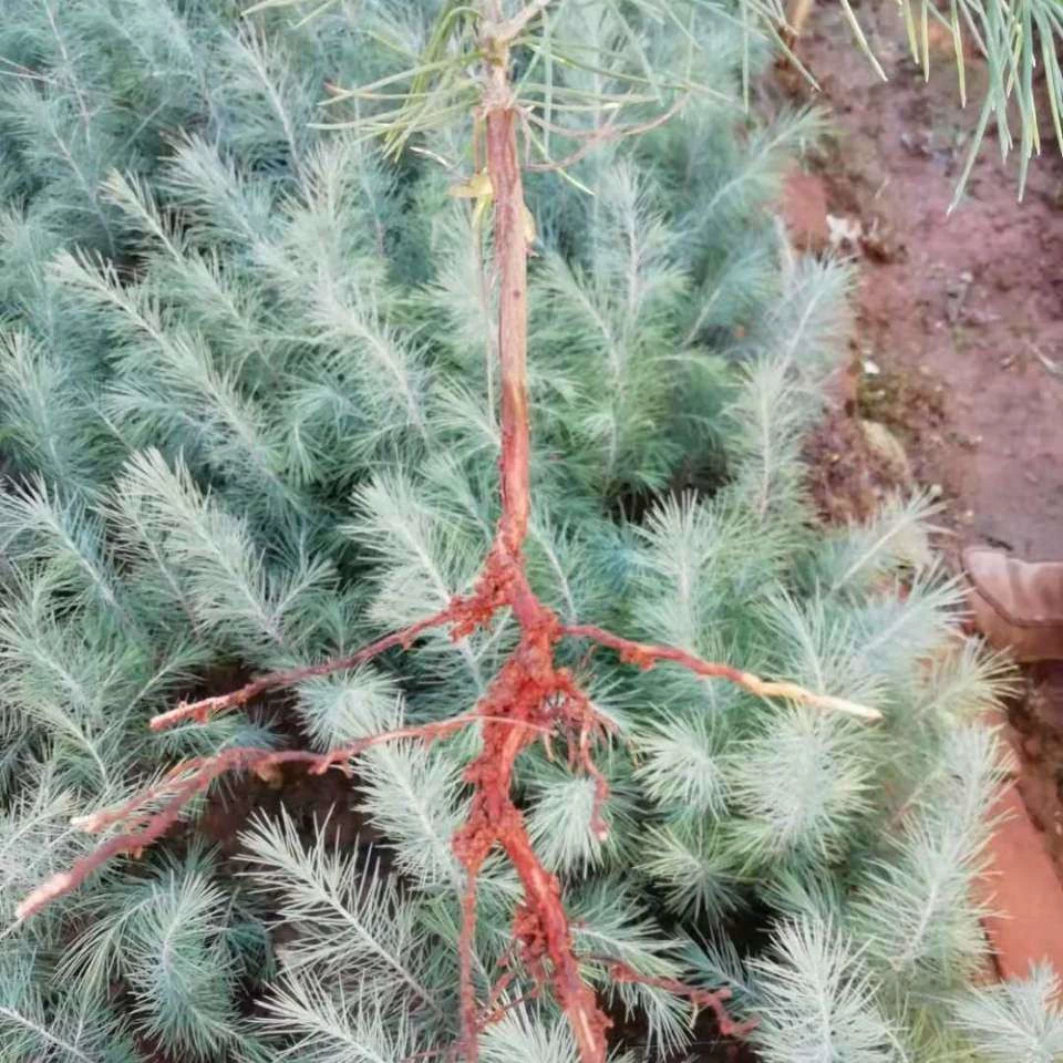 Кедровые саженцы Цзянси зеленение кедра 8cm кипарис пагода сосна Гималайский кедр 10