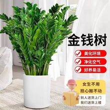 四季常青钱串子开业乔迁送人花卉室内绿植除甲醛办公室盆景直发