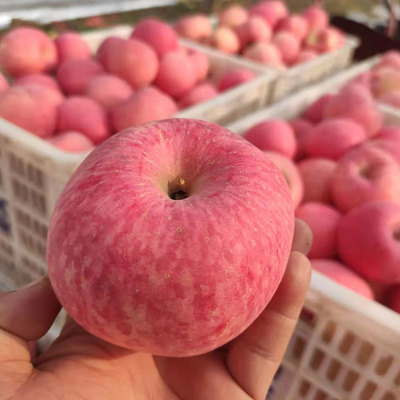 陕西洛川红富士苹果脆甜果子新鲜直达|ru