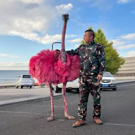 羽毛、羽绒;鞍座