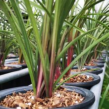 �Ĵ��m����ԭ���N�m�����ԾGֲ�҃��m�� �t����ޥ�m��