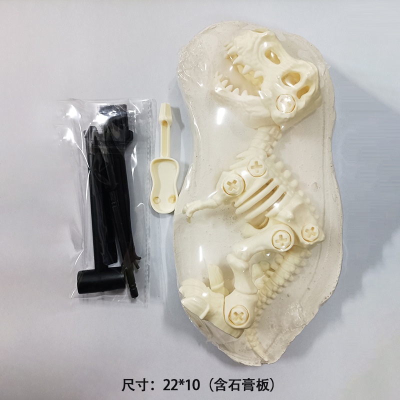 베어 티라노사우루스 렉스 고고학 석고