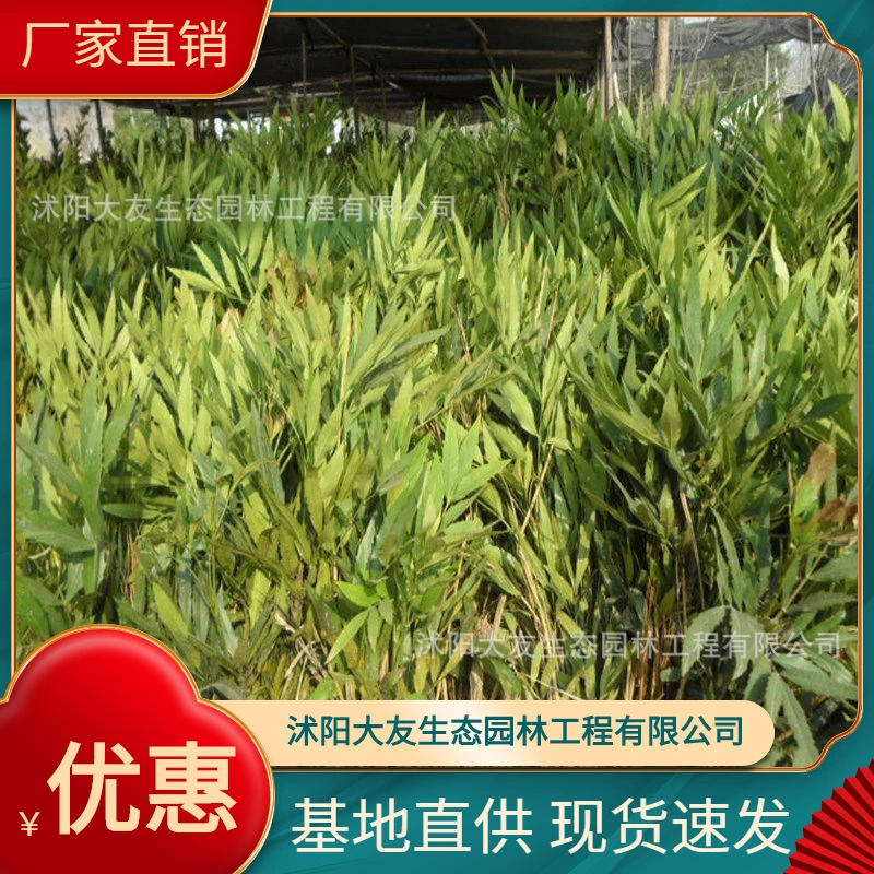 Десять кредитных кустарников Evergreen