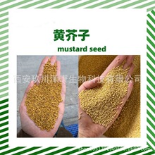 mustard seed���|�S����500g ��ș�����l ��؛����ӸɃ��o�s