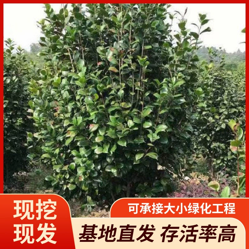 База оптом поставляет камелии в больших количествах, с высокой выживаемостью, прочными корнями и полным описанием.