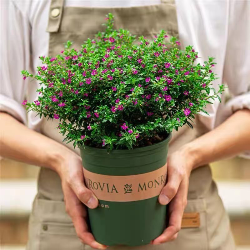 ΢��ͼƬ_20210619200817