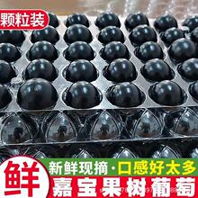 福建现摘嘉宝果新鲜水果树葡萄鲜果孕妇罕见稀有水果独立包装沙巴