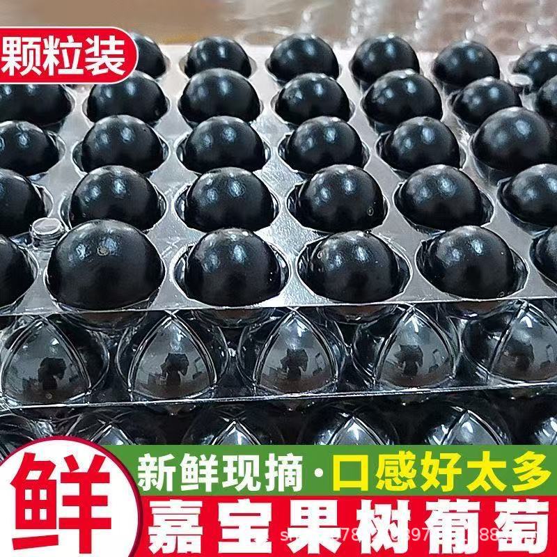 福建现摘嘉宝果新鲜水果树葡萄鲜果孕妇罕见稀有水果独立包装沙巴