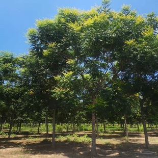 ̩����ľ��˾�����G����ľ�����ۘ����䣨���ζ��ɡ��B�ڙ�䣩