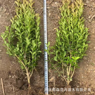 Qingzhou Wholesale Small-Leaf Boxwood Boxwood Seedlings Melon Seeds Boxwood Boxwood Trees All Year Round Green Shrubs Dedicated to Street Greening