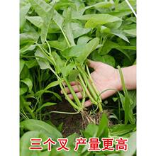 ���ڸ߮a������Ĳ˷N�����~���Ĳ��ѷN�ļ��̨�߲˷N�����Բˈ@