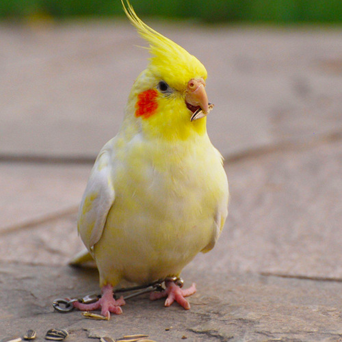 One-piece tiger skin peony black phoenix can breed birdcage talking parrot live baby bird adult hand-raised pet