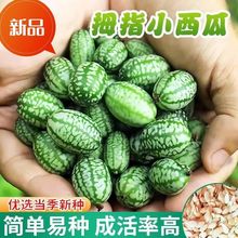 拇指西瓜种子西瓜种籽春季秋迷你小盆栽四季阳台西瓜水果蔬菜种孑