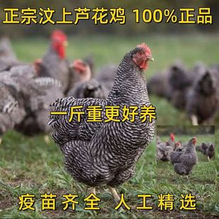 ����J���u���u�缃�N�J���u��Ó�������uС�u�������ĸ�u