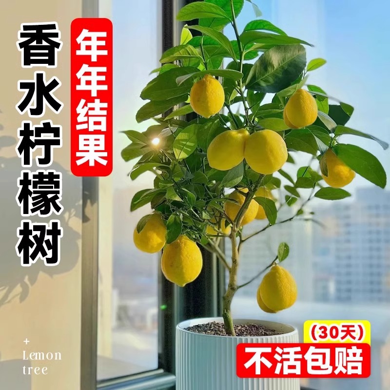 果树苗柠檬树盆栽带果绿植室内阳台庭院植物四季结果香水柠檬树