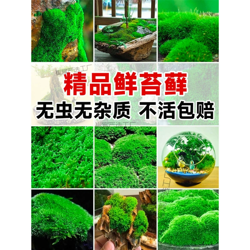 Мох свежий микропейзаж зеленое растение бонсай настольный горный ландшафтный материал бессмертное беловолосое короткое бархатное растение в горшке