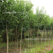 ~Ůؑ@ֹ̾GľϷ¶طNֲ^p~Ůؑ