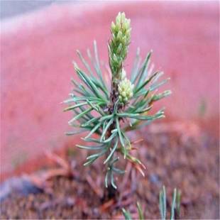 ���羳��؛�����ɷN�� ���ɷN�� �|������ ����� �ɘ�N��