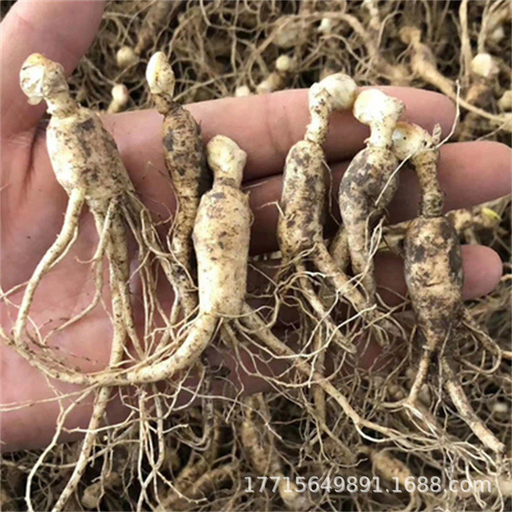 Горный Чанбай Посадка Семян Женьшеня В Горшке Корейский Женьшень Panax Quinquefolium Рассада Горшечные Семена Красного Женьшеня