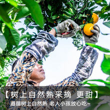 脐橙江西赣南4.5斤甜橙子当季新鲜水果整箱果冻橙原产地速卖通