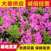 ë���N�ľ껨��ͥԺ�G���ͺ������_��ֲ����Bӳɽ�t�����ļ��_��