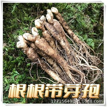 ˅Lɽ˅Ԏ|˅NֲҰɽ˅