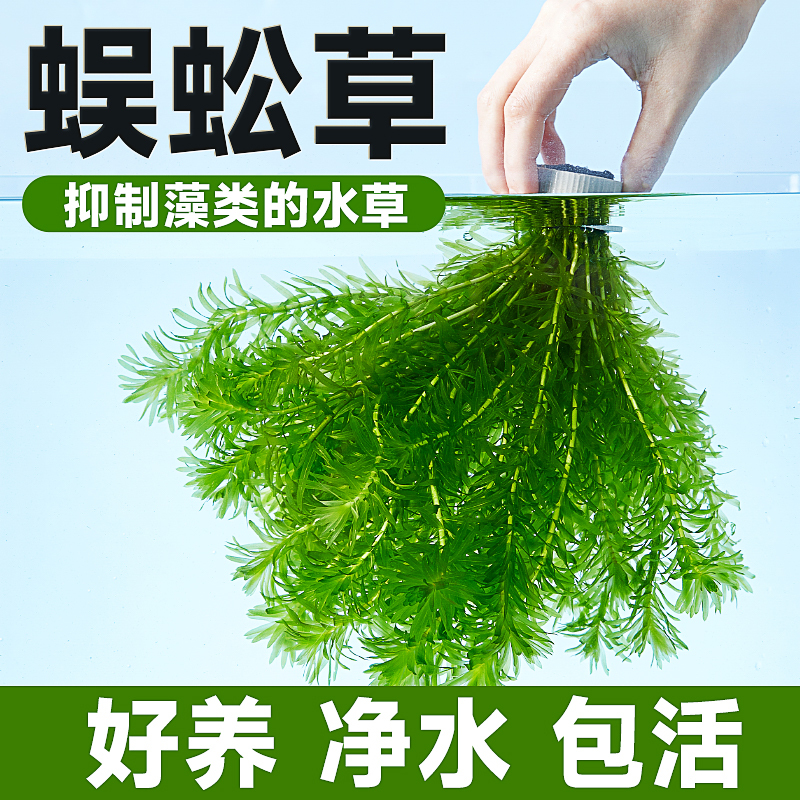 Centipede Grass Aquatic Plant for Turtle and Fish Tank Landscaping, Fish Tank Water Purification Green Plant for Beginners, Green Chrysanthemum Background Grass Tank