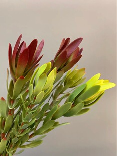 ���滨�� �ɲ�tɫ�Gɫľ�ٺ� ���z�ָз��ްٺϻ�