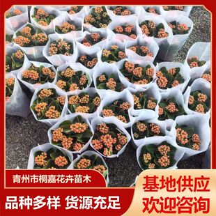 �L�ۻ��҃ȾGֲ�����ļ��_��������L�ۻ������^��ֲ��