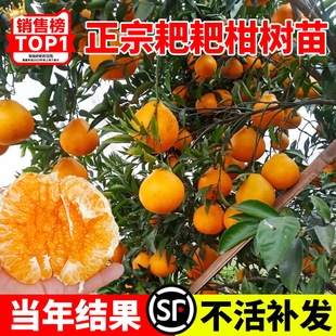 Authentic Sichuan Rake Mandarin Saplings, Mandarin Oranges, Spring Mandarin Oranges, Mandarin Oranges, Grafted Fruit Saplings Planted in the North and South