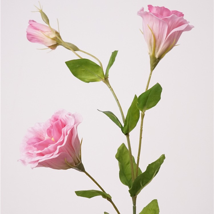 촉촉한 도라지-다크핑크