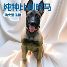 定制纯种比利时马犬牧羊犬中型护卫犬纯种狗狗工作犬幼崽活体活狗