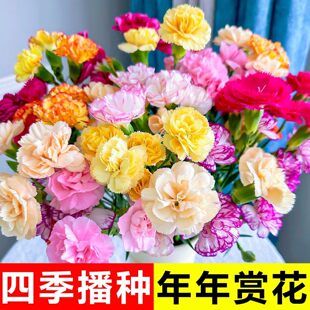 ����ܰ�N���׷N��������҃������̨�ļ��_���ذ�ֲ�ﻨ�N����