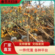 һ�����l�ش����Ә䎧���Ϙ�������ƽţ�Ĵ�����������ϱ����Nֲ