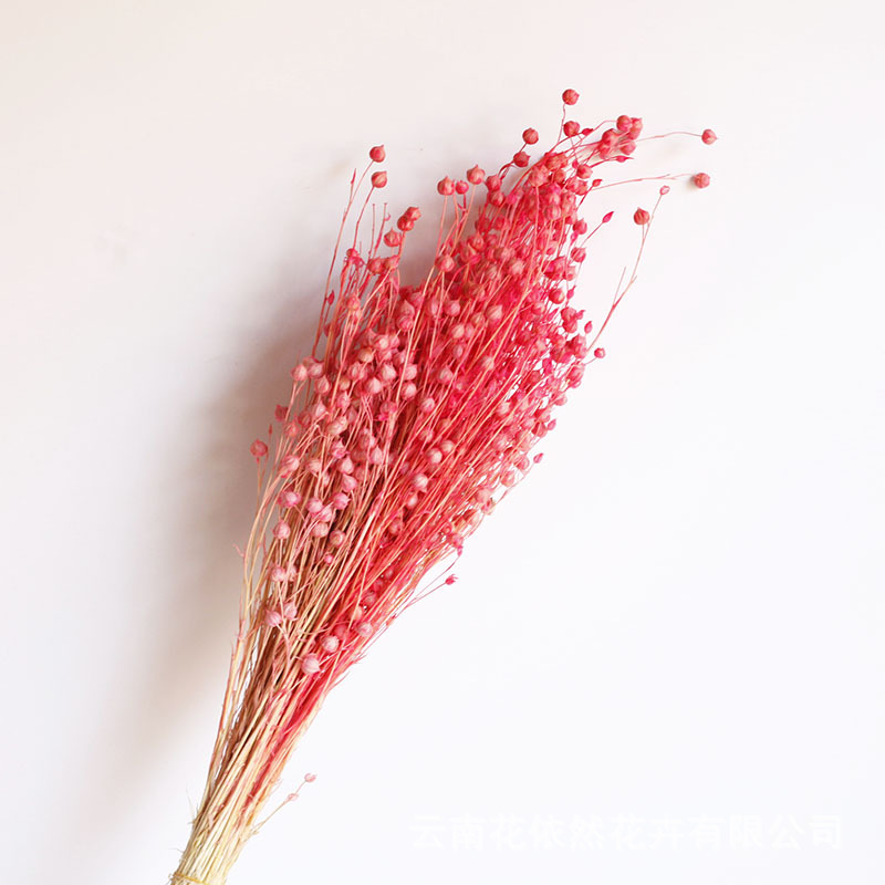 Flor seca Flor eterna Gypsophila Bola de oro No me olvides Flor seca Rosa hoja de eucalipto Pine Fruit Lover Grass al por mayor