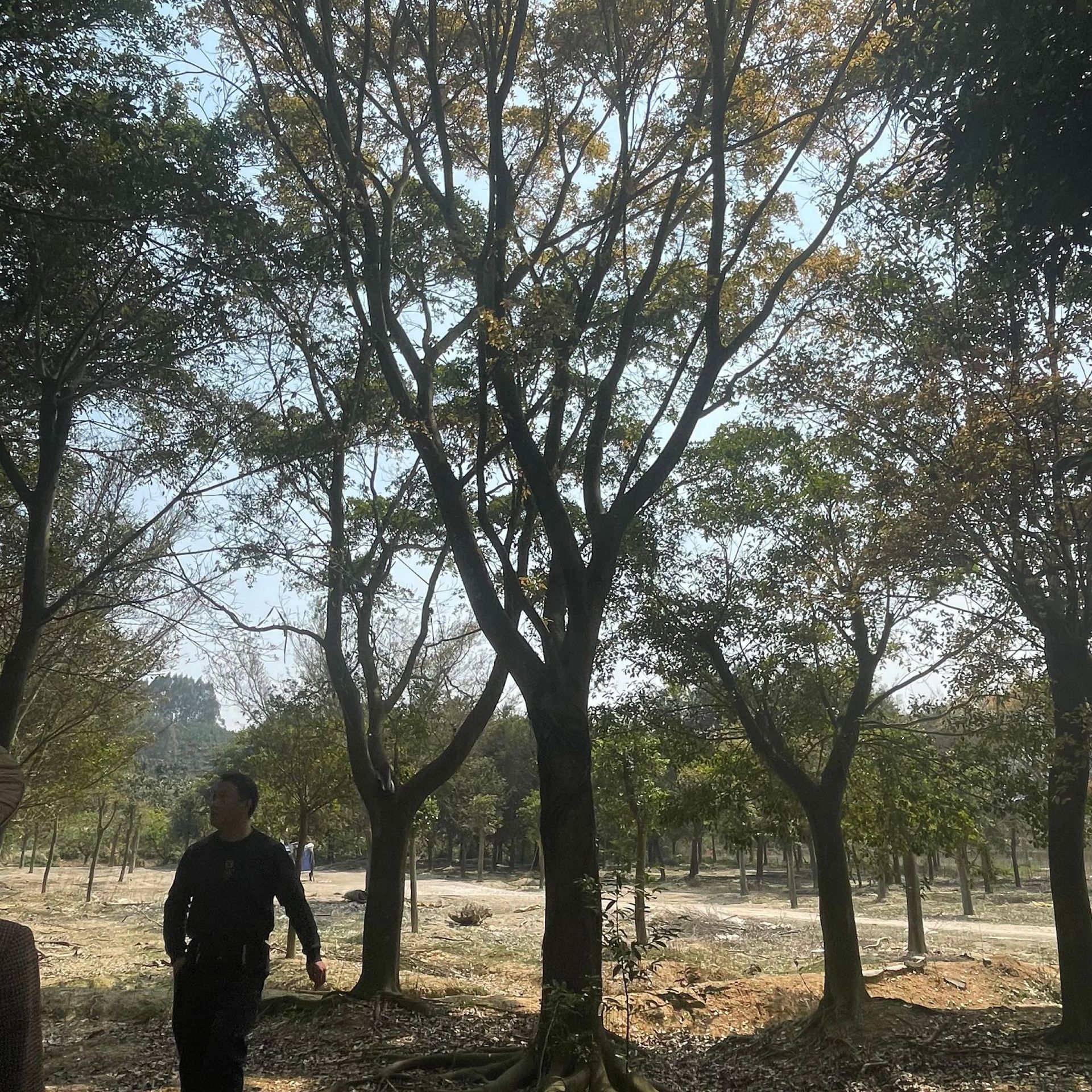 福建红皮榕基地行道树小叶榕老桩产地报价大叶榕批发