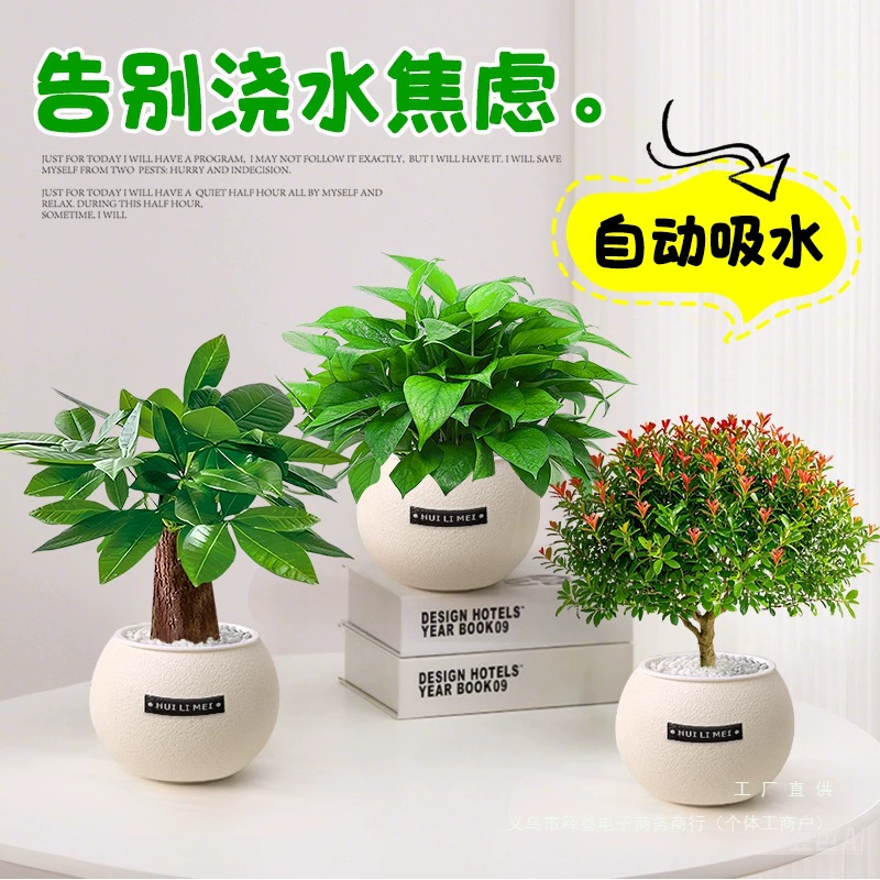 Зеленые комнатные растения в горшках для офиса и рабочего стола, цветы и растения, плющ, денежное дерево, поглощают формальдегид и очищают воздух, обеспечивают хорошее питание.