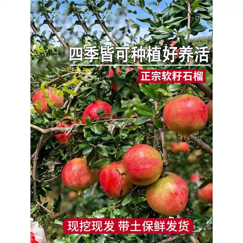 Саженцы плодовых деревьев граната, саженцы плодовых деревьев во дворе, посадка плодовых деревьев, тунисские мягкие семена, очень большие саженцы граната, комнатные растения